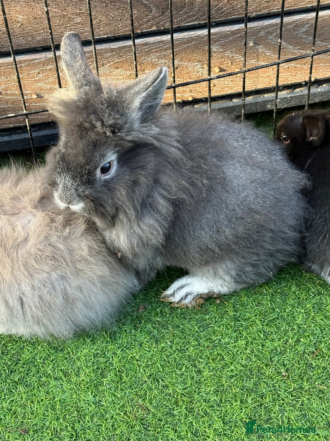Mixed Breed rabbits for sale: Baby rabbits ready now  - Advert 15
