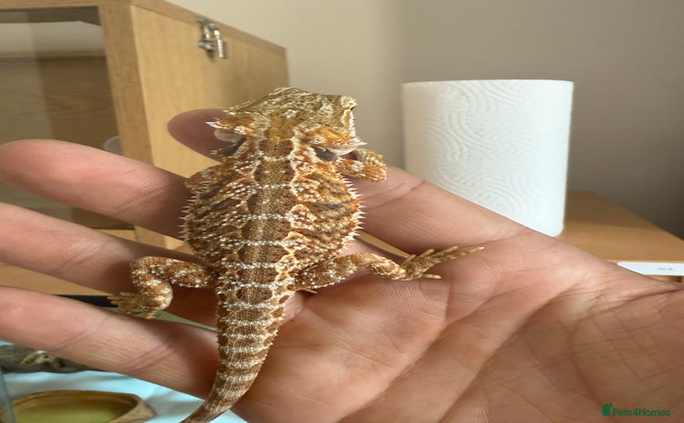Bearded Dragon reptiles - Advert 3