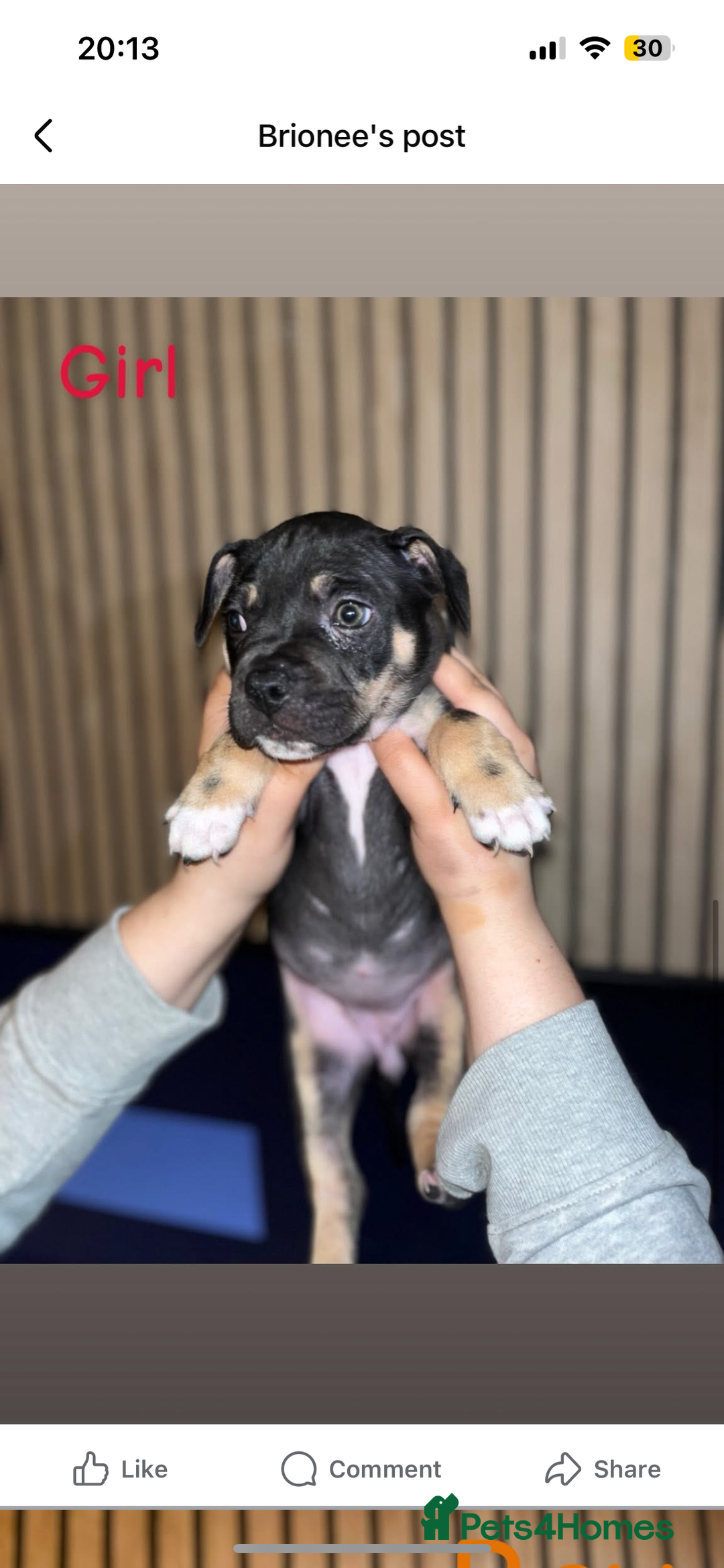 Mixed Breed dogs for sale: Staffy x pocket bully puppies - Advert 2