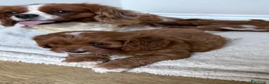 Cavapoo 3