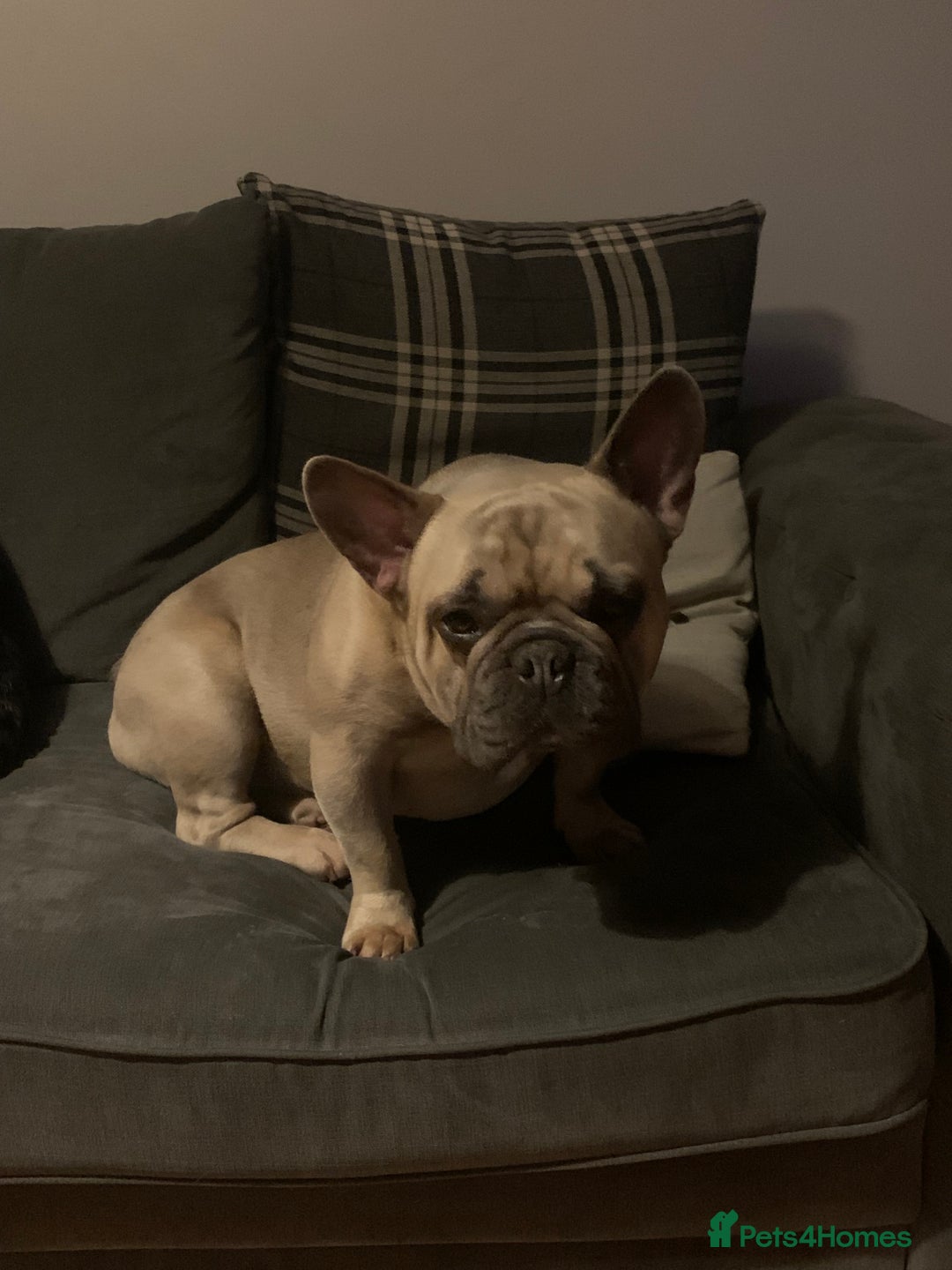 French Bulldog dogs for sale: French bull dog  - Image 5