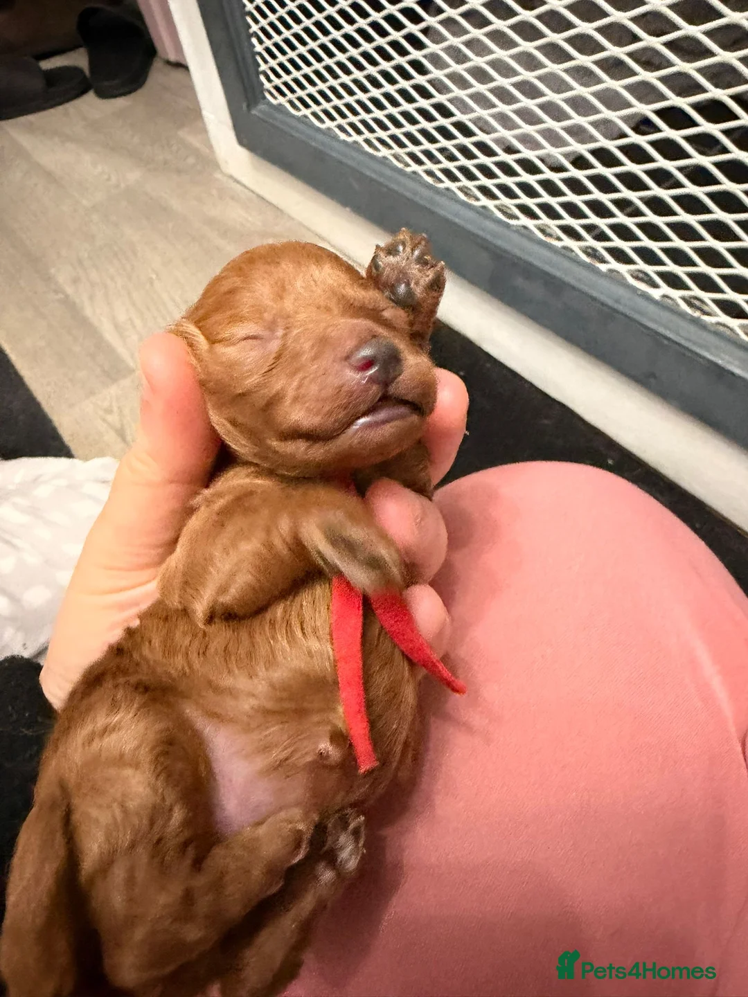 Toy Poodle dogs for sale: Toypoodle💙champion bloodline,kc,dna clear parent  - Advert 21