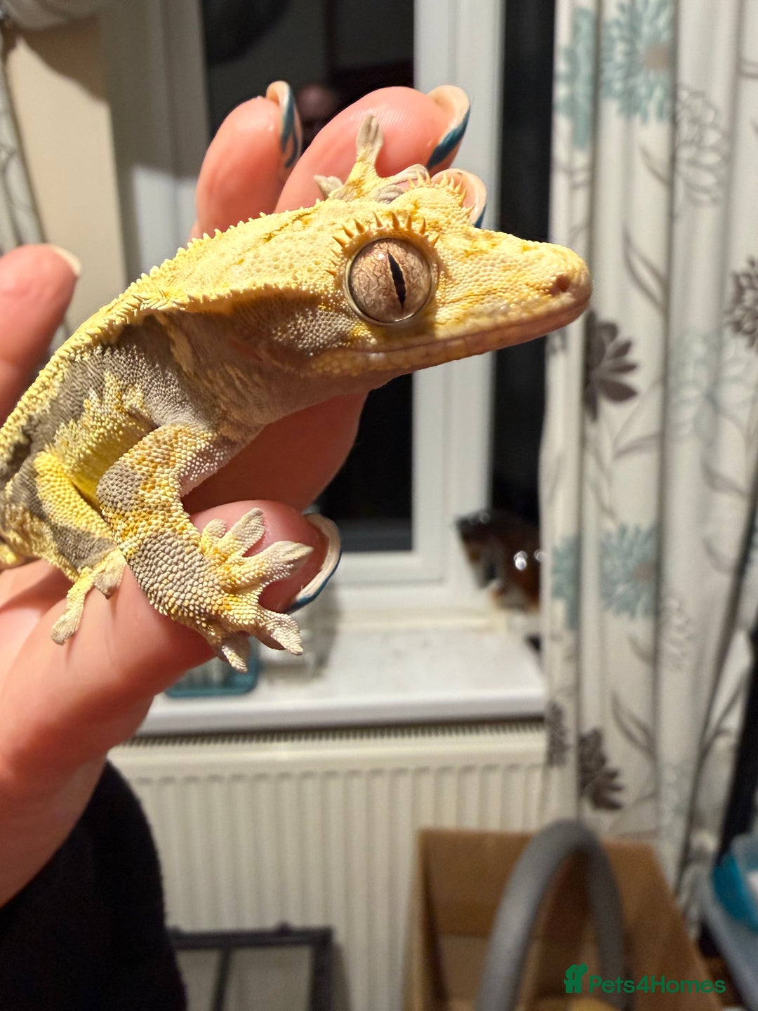 Gecko reptiles for sale: 🔥🔥 Female Lilywhite 🔥🔥🔥 - Advert 7