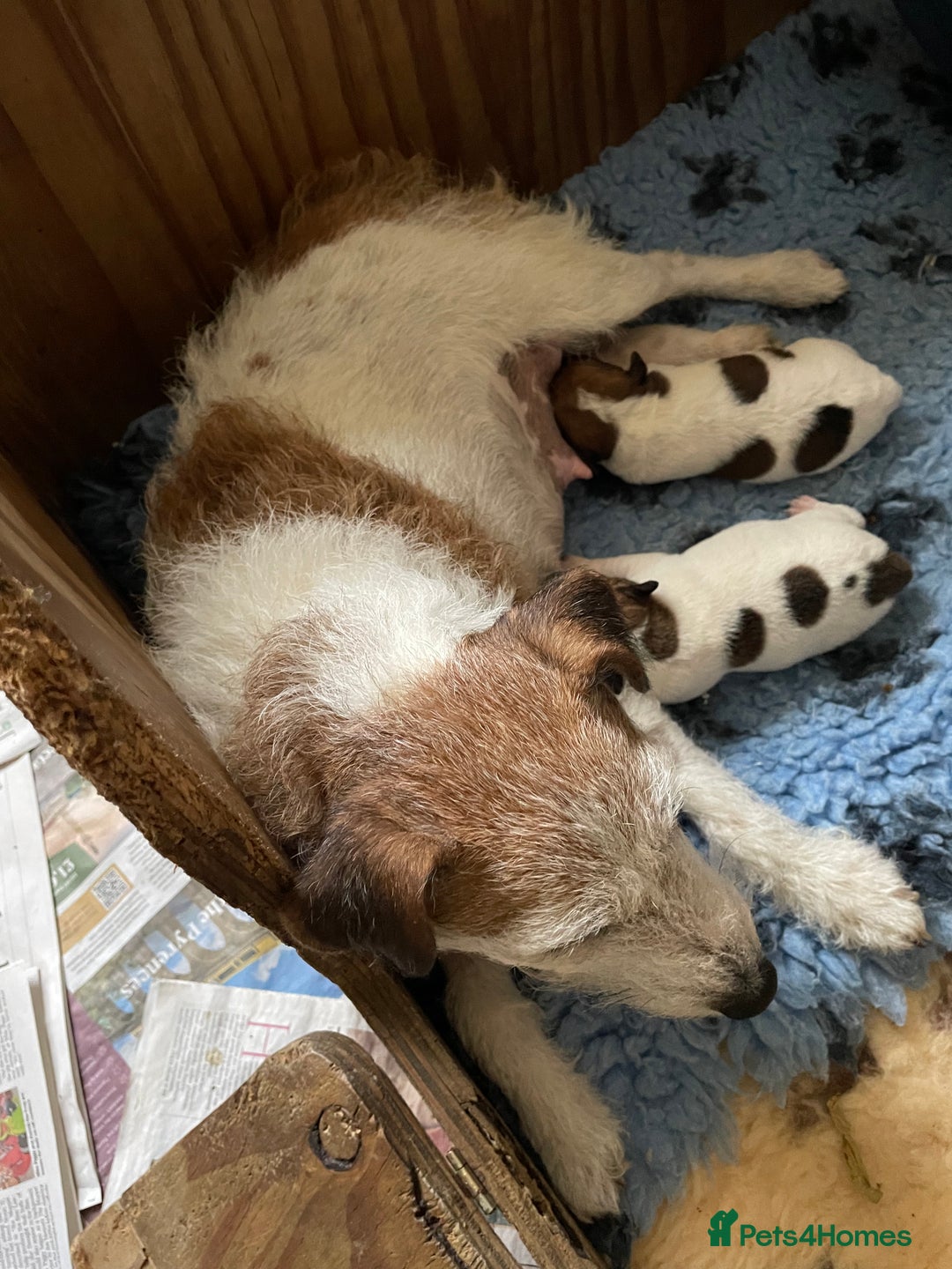 Jack Russell dogs for sale: Jack Russell puppies for sale - Advert 11