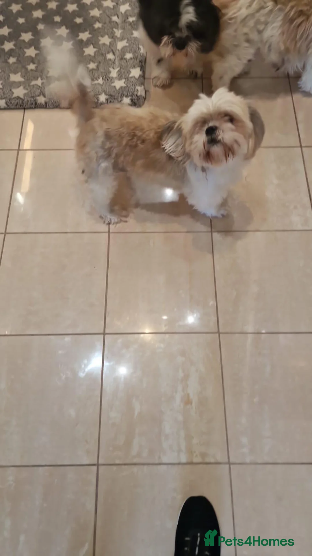 Shih Tzu dogs for sale: Gorgeous Shih Tzu Puppies – Ready at 8 Weeks - Advert 2