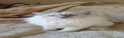 Ragdoll cats for sale: Beautiful GCCF Ragdoll girl - Advert 1