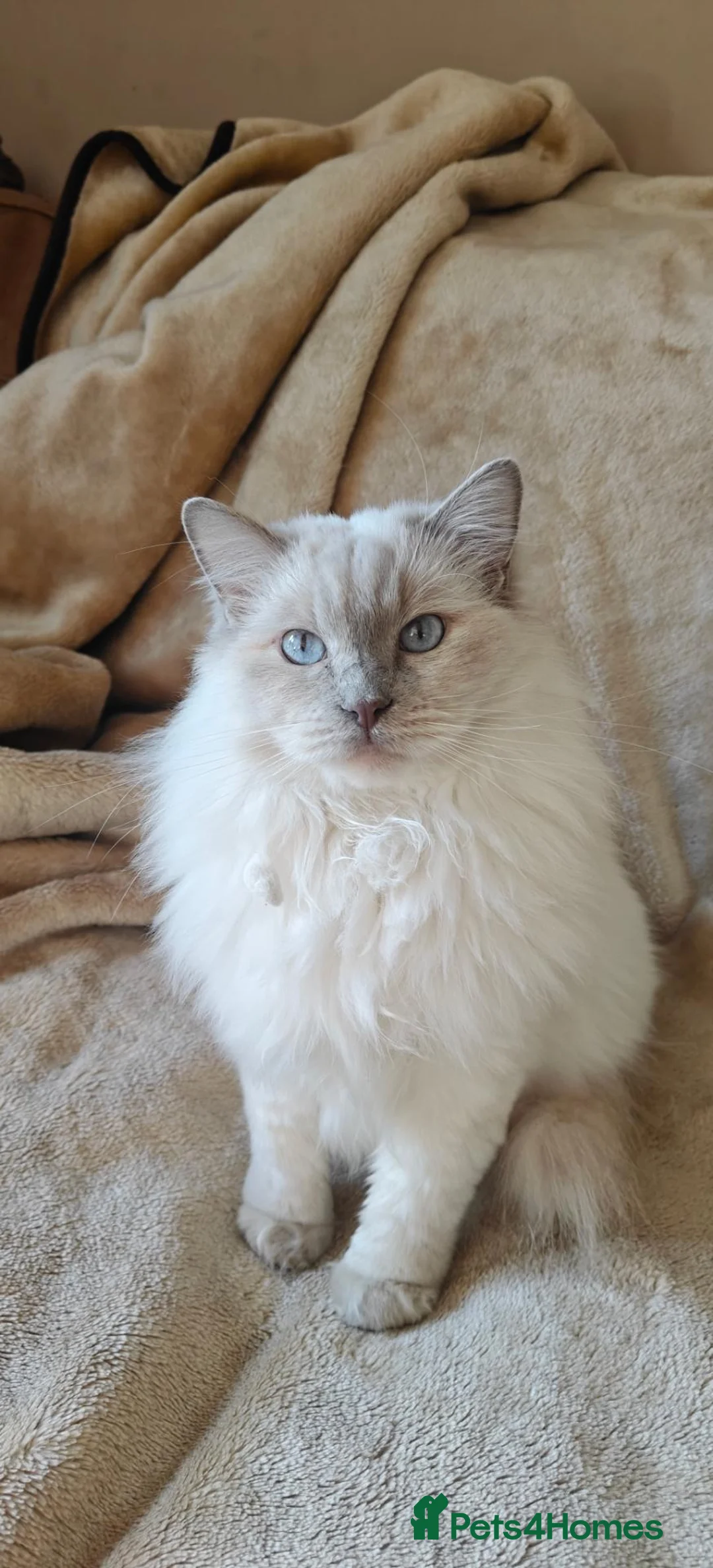 Ragdoll cats for sale: Beautiful GCCF Ragdoll girl - Advert 1