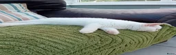 British Shorthair cats for sale: Beautiful cream colour point girl  - Advert 5