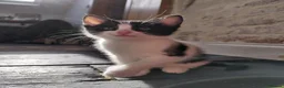 Mixed Breed cats for sale: 6 Tuxedo Kittens for Sale Black & White, Ready  - Advert 11