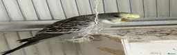 Budgerigars birds for sale: Young budgies for sale - Advert 14