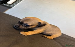 Mixed Breed dogs for sale: Dachshund cross Frenchbull dog (frenchbullwiner)p - Image 18