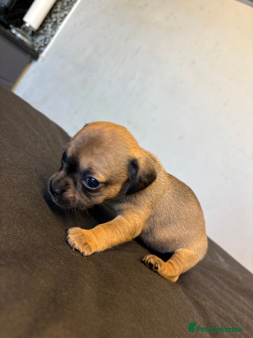 Mixed Breed dogs for sale: Dachshund cross Frenchbull dog (frenchbullwiner)p - Image 18