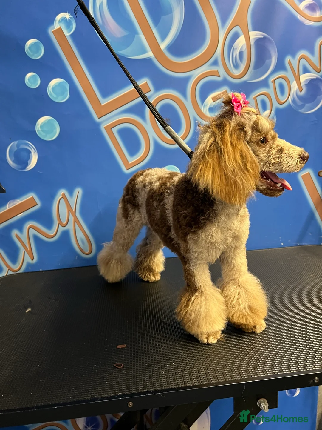 Toy Poodle dogs for stud: Chocolate Merle Toy Poodle Stud PROVEN in Doncaster - Advert 2