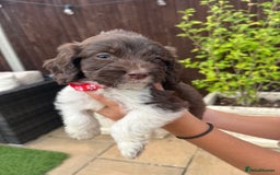 Mixed Breed dogs for sale: Beautiful cockapooXspringer puppies - Image 11