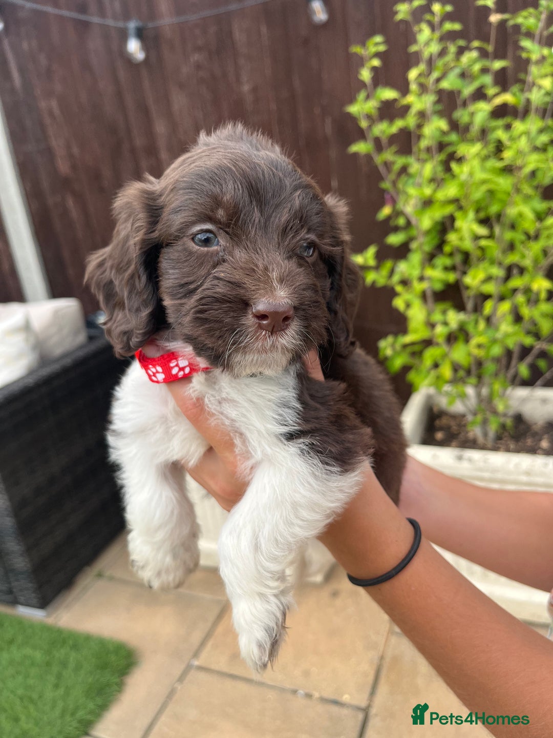 Mixed Breed dogs for sale: Beautiful cockapooXspringer puppies - Image 11
