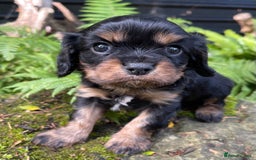 Cavalier King Charles Spaniel dogs for sale: Stunning KC registered Cavalier puppies  - Image 9
