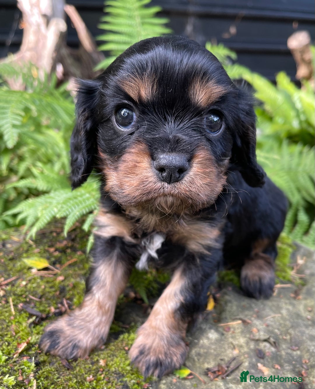 Cavalier King Charles Spaniel dogs for sale: Stunning KC registered Cavalier puppies  - Image 9