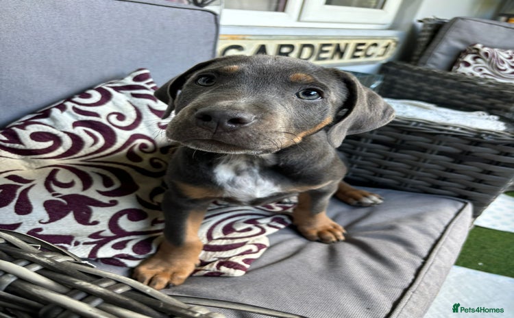 American Bully dogs - Advert 2