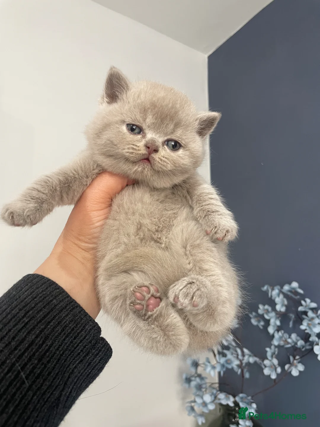 British Shorthair cats for sale: 🔥 GCCF KITTENS CHOCOLATE BLUE LILAC CHAMPION  - Advert 11