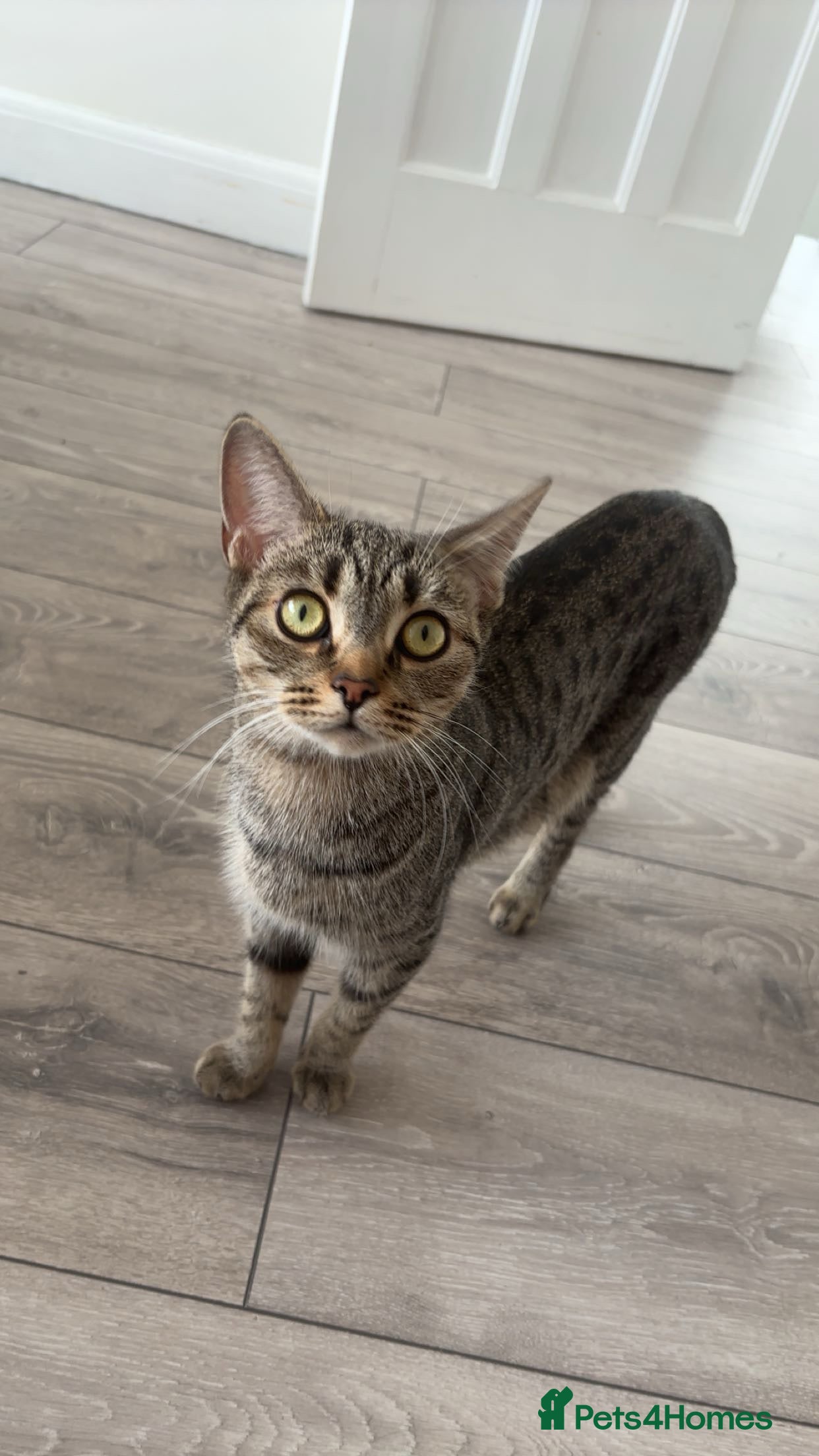 Mixed Breed cats Tabby kittens for sale!! - Advert 1