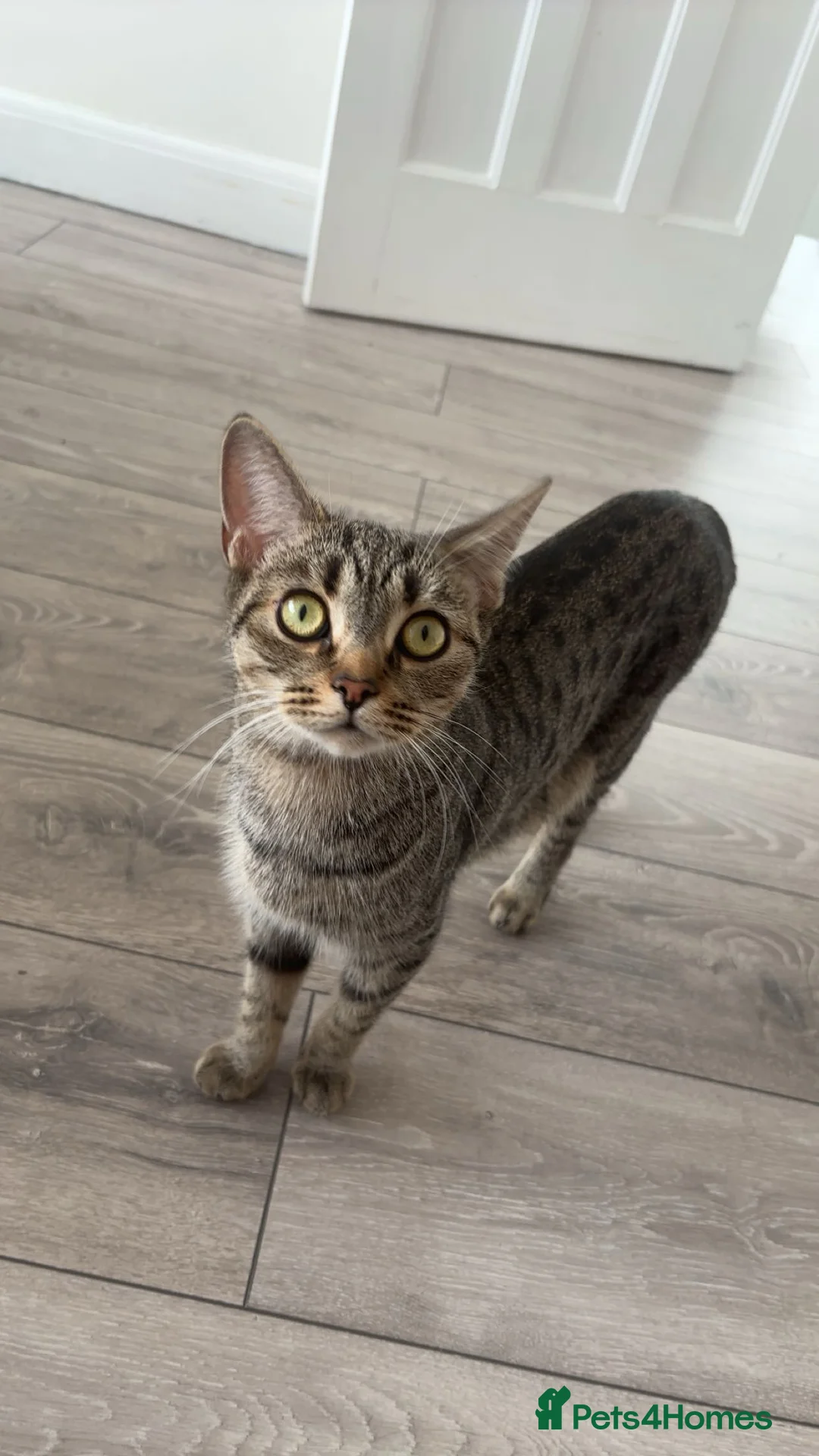 Mixed Breed cats for sale: Tabby kittens for sale!! - Advert 1