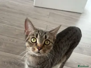 Mixed Breed cats Tabby kittens for sale!! - Advert 1