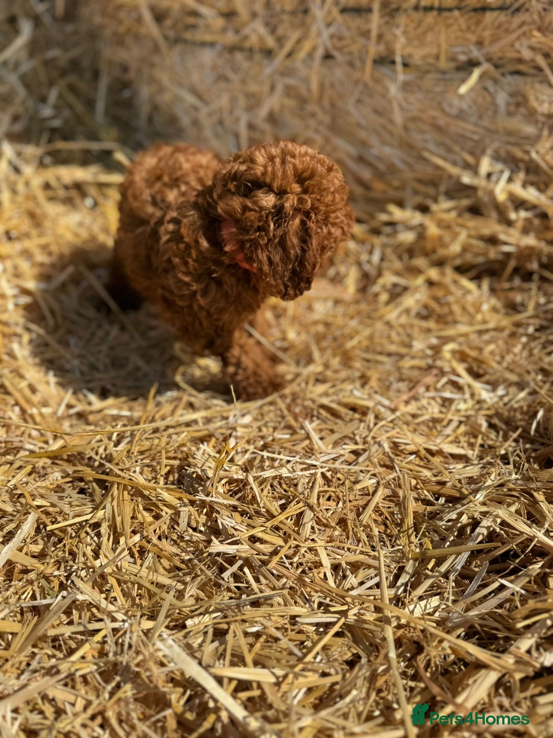 Toy Poodle dogs for sale: Toy Poodle Puppy – Red Apricot Girl - Image 8