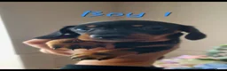 Miniature Dachshund dogs for sale: Beautiful Minature (kinachen) dachshund boys - Advert 9