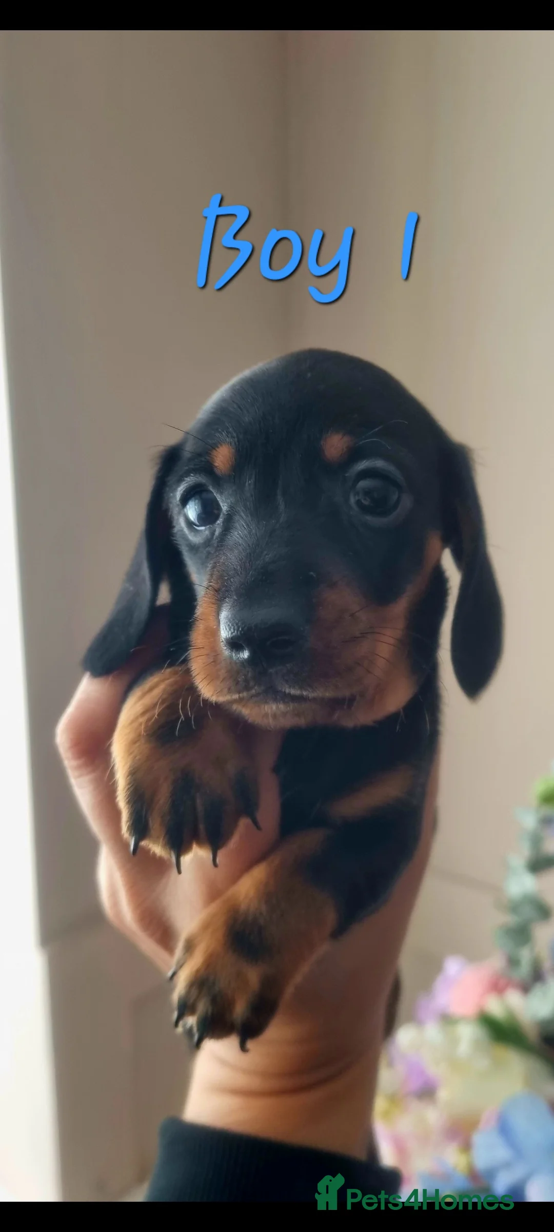 Miniature Dachshund dogs for sale: Beautiful Minature (kinachen) dachshund boys - Advert 9