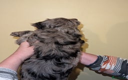 Cockapoo dogs for sale: Mixed coloured Cockapoo Puppies  - Image 5