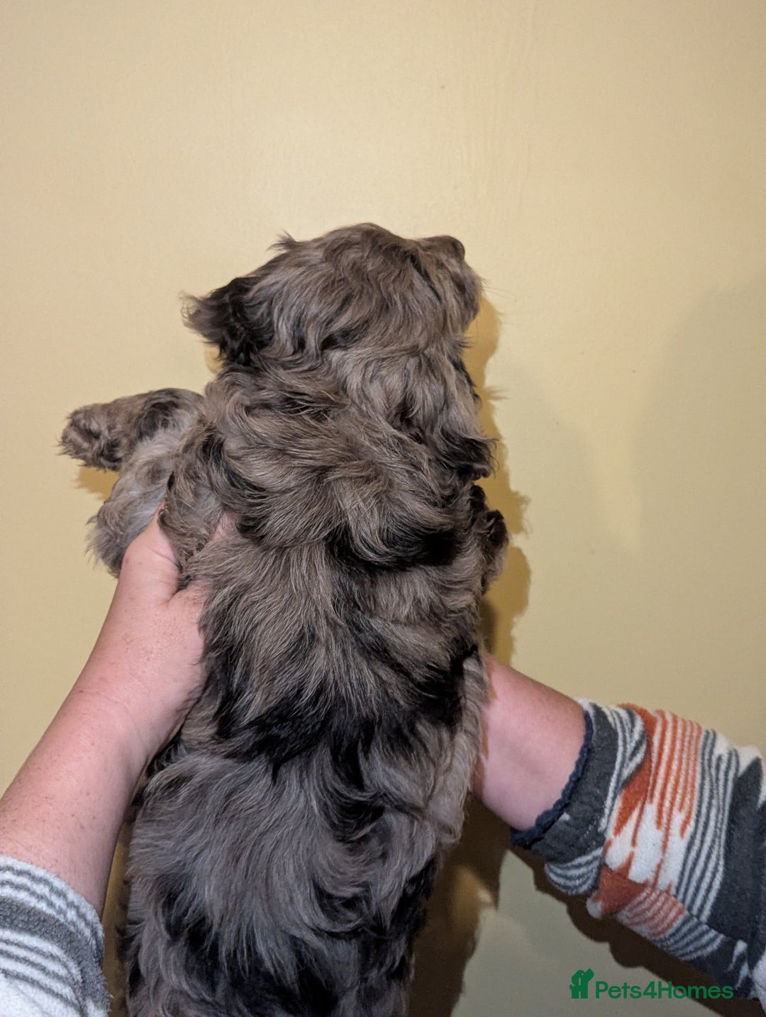 Cockapoo dogs for sale: Mixed coloured Cockapoo Puppies  - Image 5