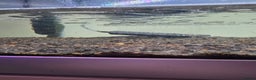 Shrimps fish for sale: Fishtank+accesories in Huntingdon - Advert 6