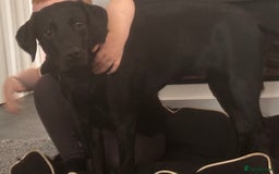 Labrador Retriever dogs for sale: Black Labrador girl  - Image 7