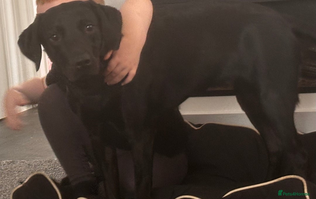 Labrador Retriever dogs for sale: Black Labrador girl  - Image 7