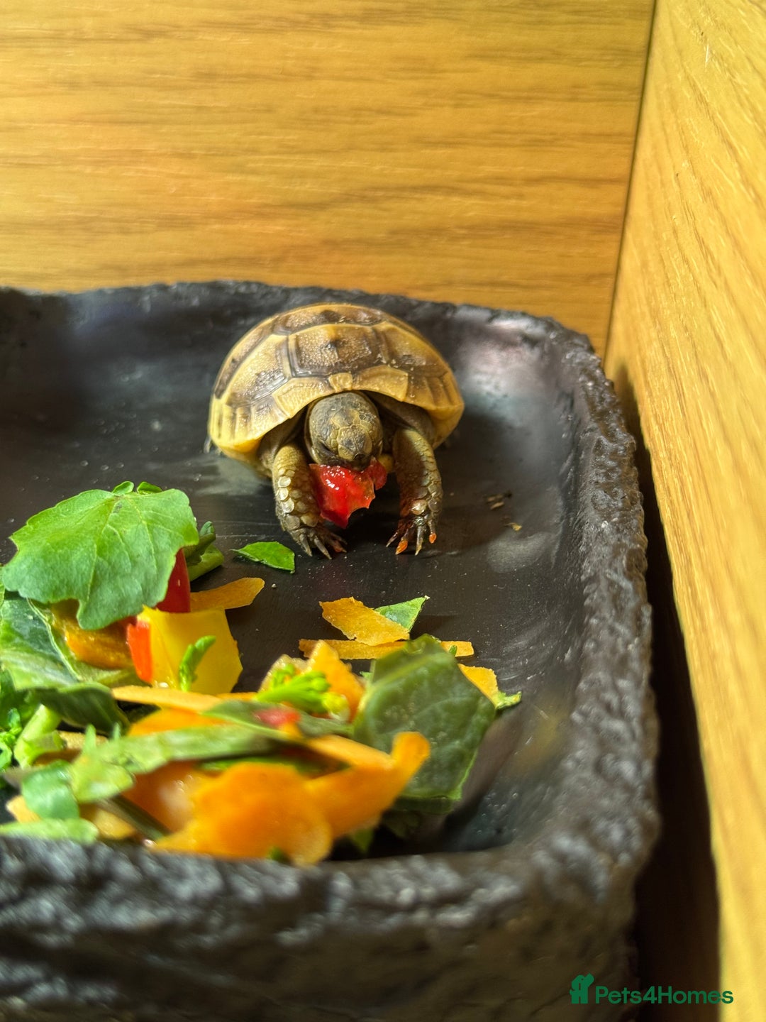 Tortoise reptiles for sale: 3 month old tortoise & set up - Image 2