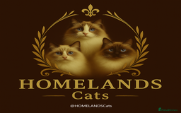 Ragdoll cats for sale: 🐾Stunning Ragdoll Kittens🧬DNA🏆ChampParents🐾 - Image 2