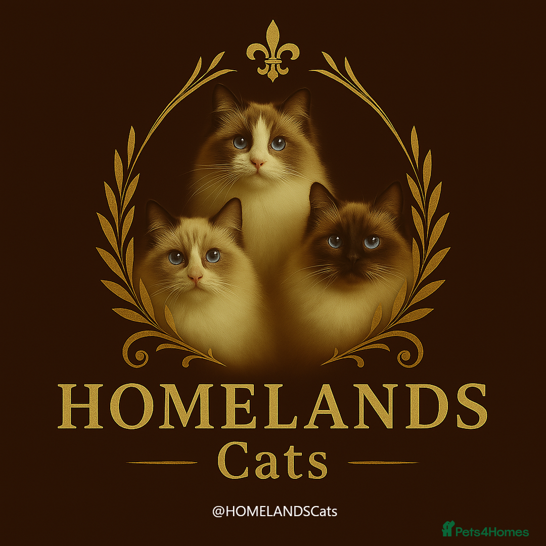 Ragdoll cats for sale: 🐾Stunning Ragdoll Kittens🧬DNA🏆ChampParents🐾 - Image 2