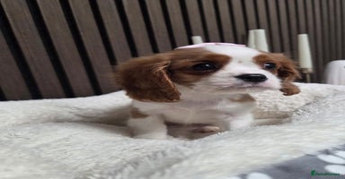 Cavalier King Charles Spaniel dogs Beautiful  Cavalier Puppies - Advert 6