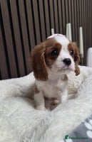 Cavalier King Charles Spaniel dogs Beautiful Cavalier Puppies - Advert 6