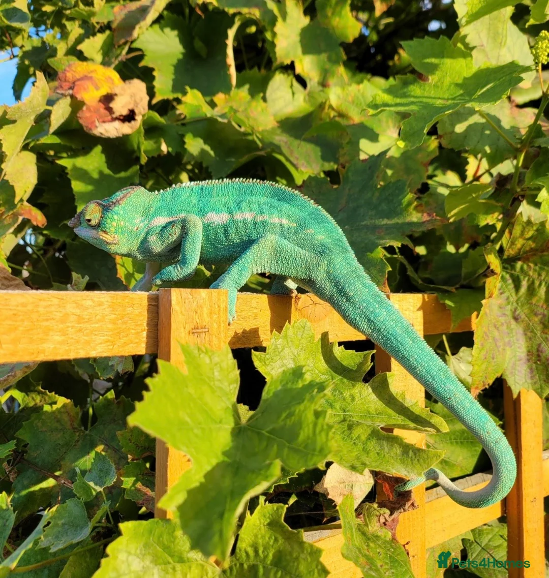 Chameleon reptiles for sale: Super Tame Panther Chameleon - Nosy Be - Advert 6