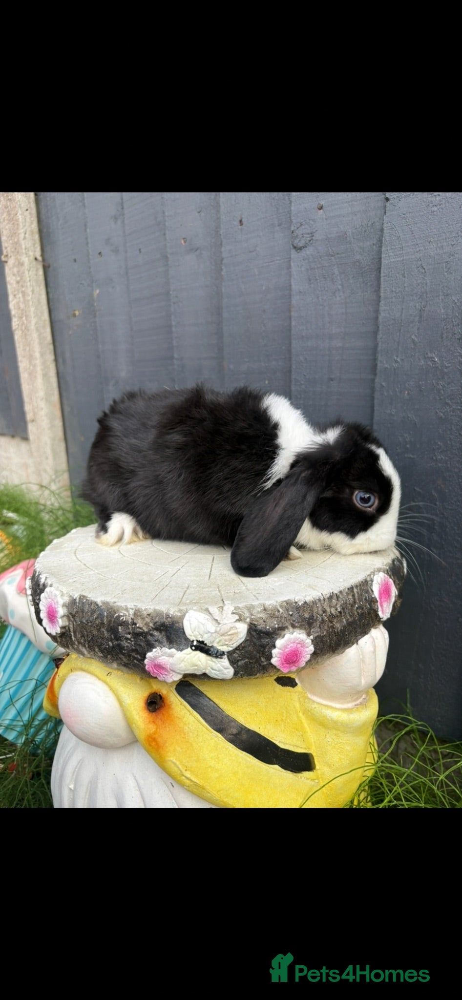 Mini Lion Lop rabbits Beautiful mini lion lop baby bunny rabbits  - Advert 2
