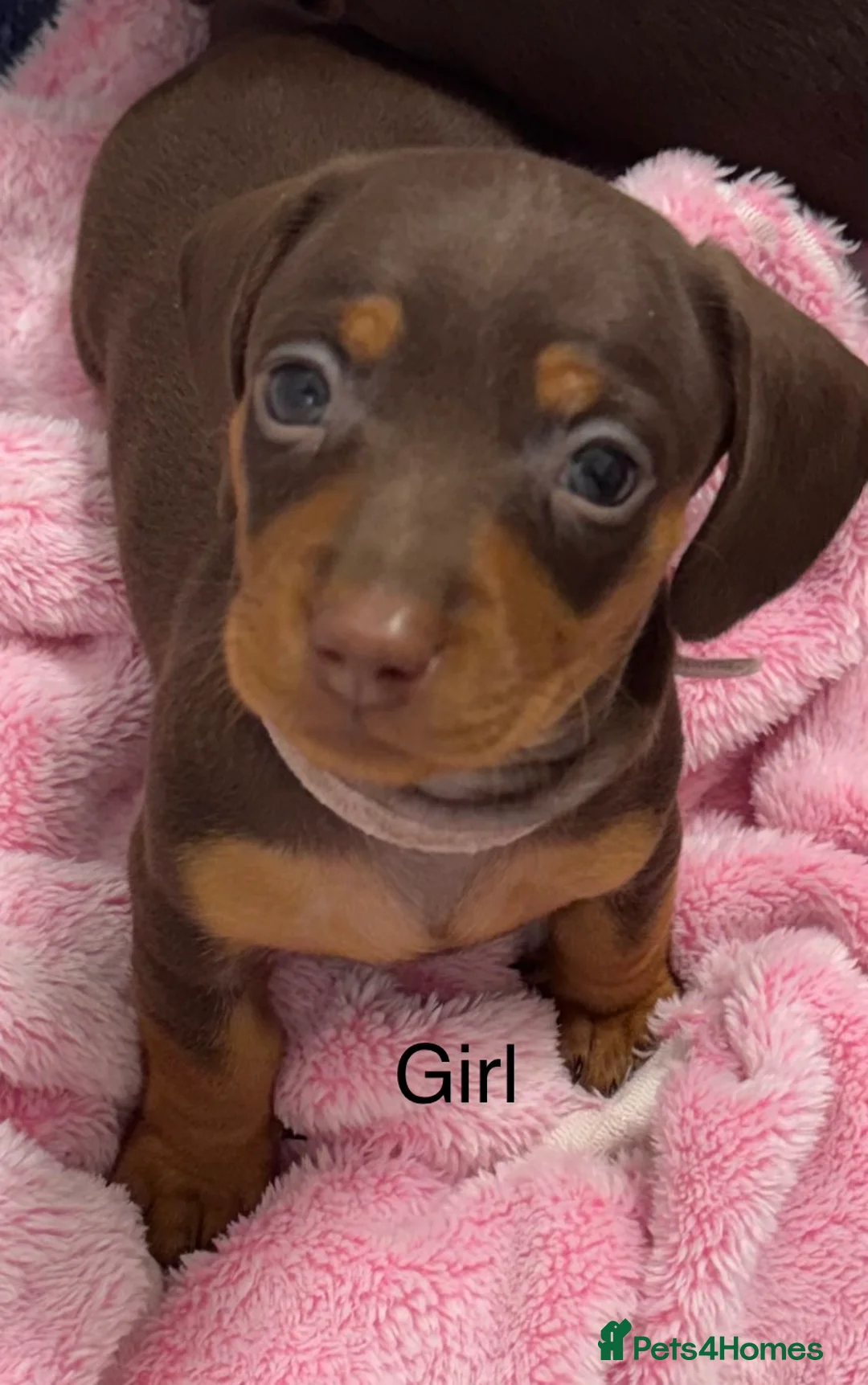 Miniature Dachshund dogs for sale: Miniature dachund puppies smooth hair  - Advert 12