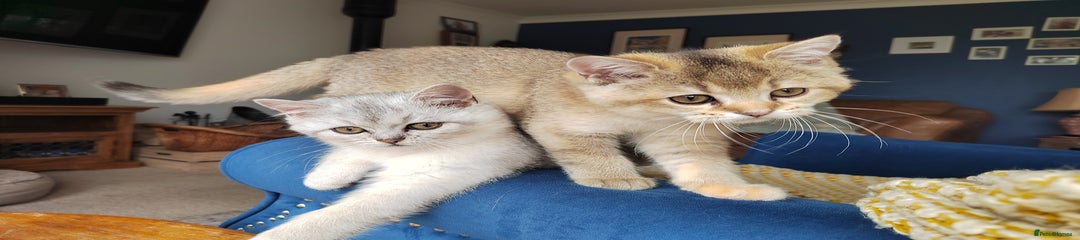 Scottish Straight Kitten 4