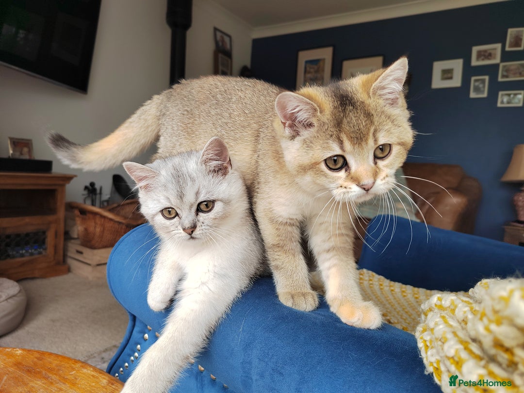 Scottish Fold cats for sale: Scottish Kittens 💜 - Image 36