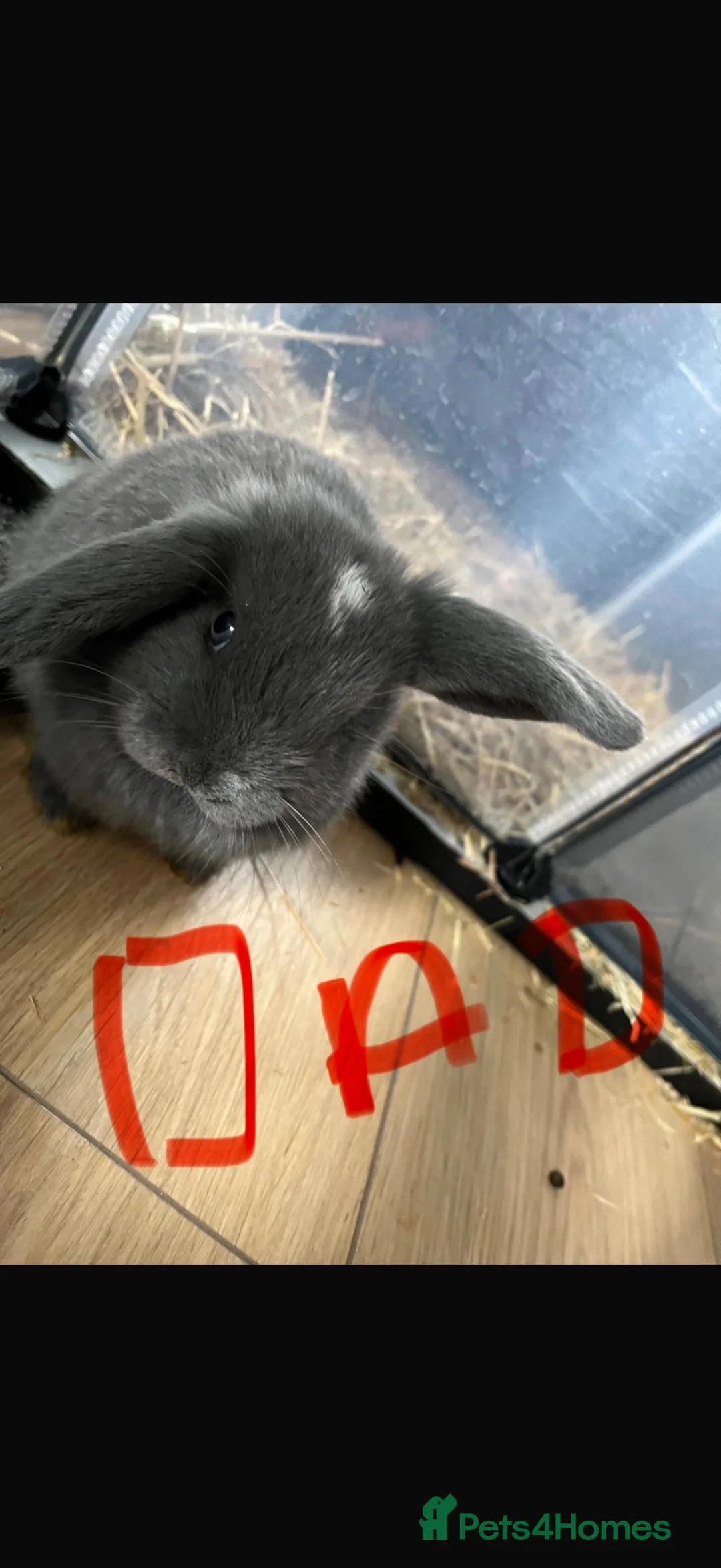 Mini Lop rabbits for sale: Baby rabbits  - Advert 2
