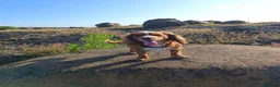 Cocker Spaniel dogs for stud: Bright handsome clever and loyal - Advert 2