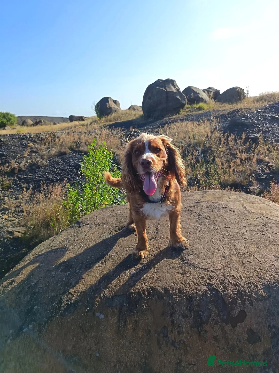 Cocker Spaniel dogs for stud: Bright handsome clever and loyal - Advert 2