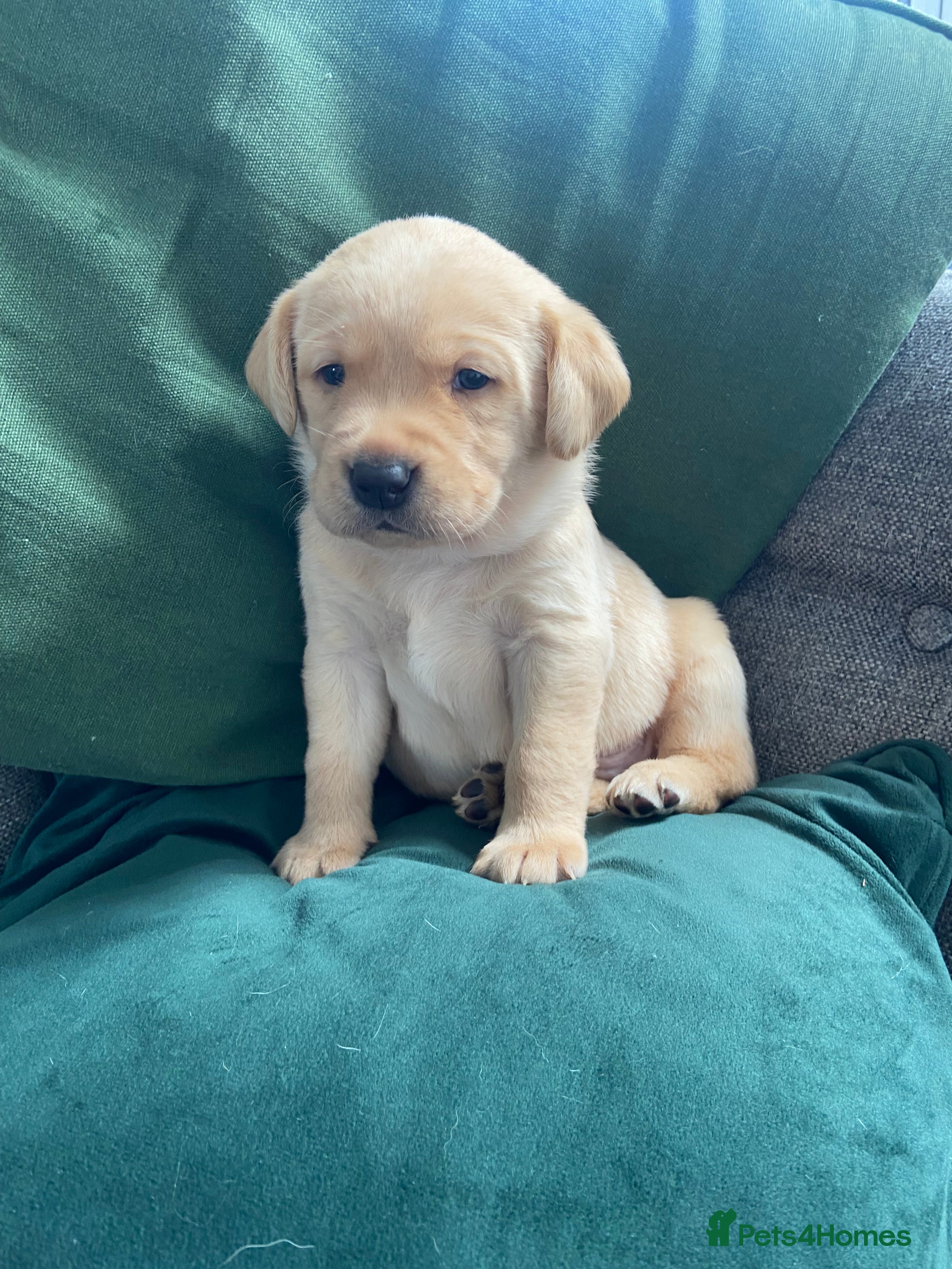 Labrador Retriever dogs only 2 left, beautiful boys born 19/01 - Advert 18