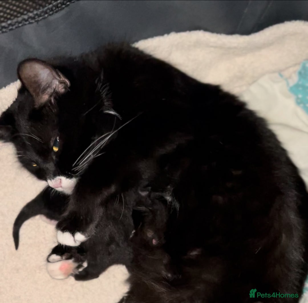 Ragdoll cats for sale: Ragdoll/British shorthair - Advert 7