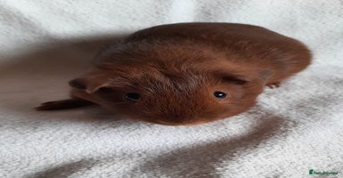 Guinea Pig rodents - Advert 8